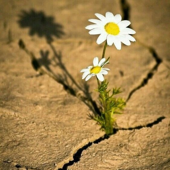 Terre craquelée avec une fleur